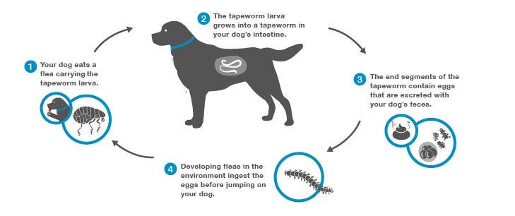 The 4 stages of the life cycle of tapeworms in dogs.