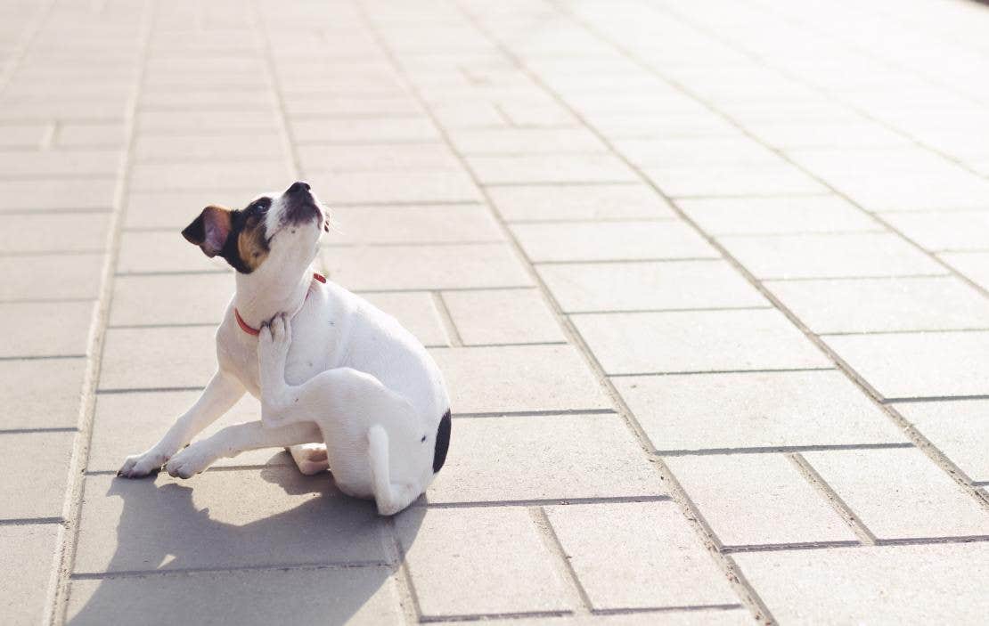 perro se rasca en el exterior