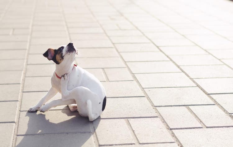 perro se rasca en el exterior