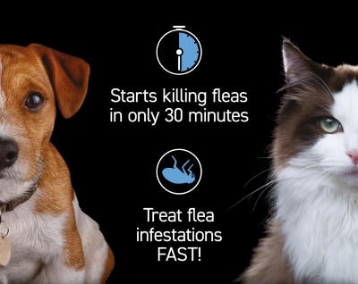 Capstar tablets for dogs and cats