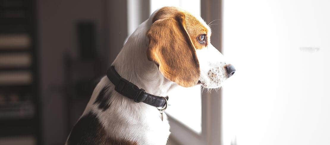 cani di taglia media