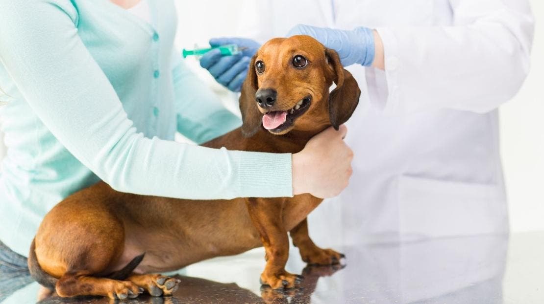 szczepionka na wściekliznę dla psów