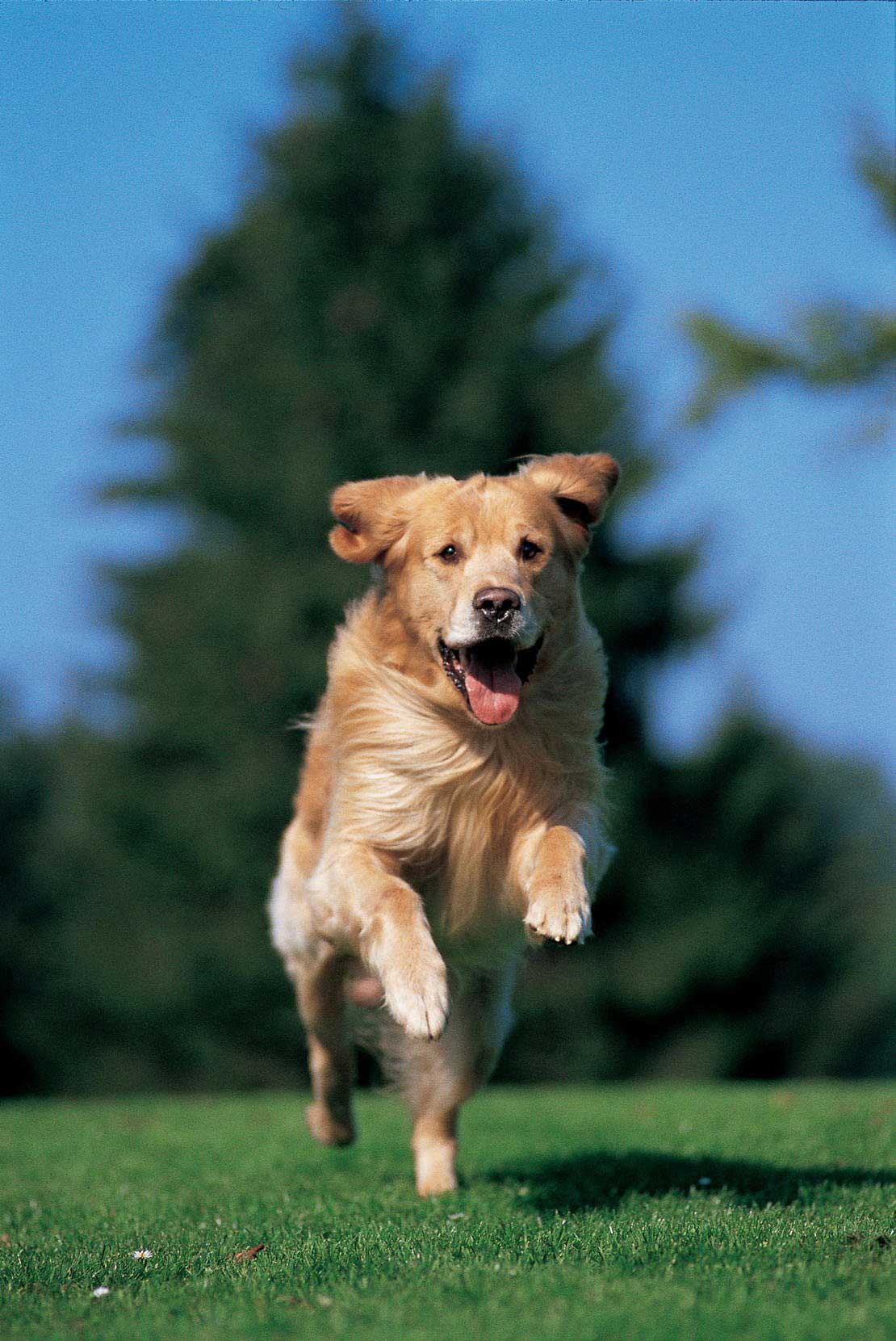 Running Dog