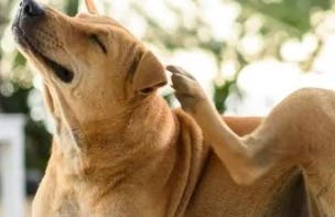 Dog scratching fleas