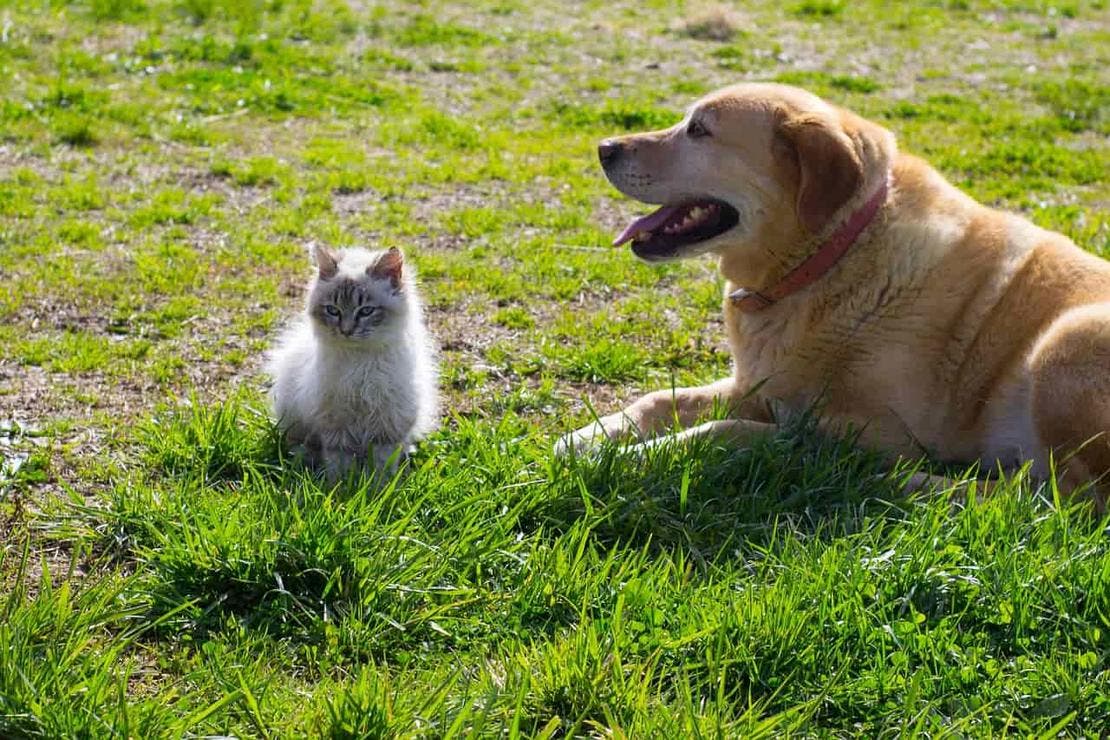proces adopcyjny psów i kotów