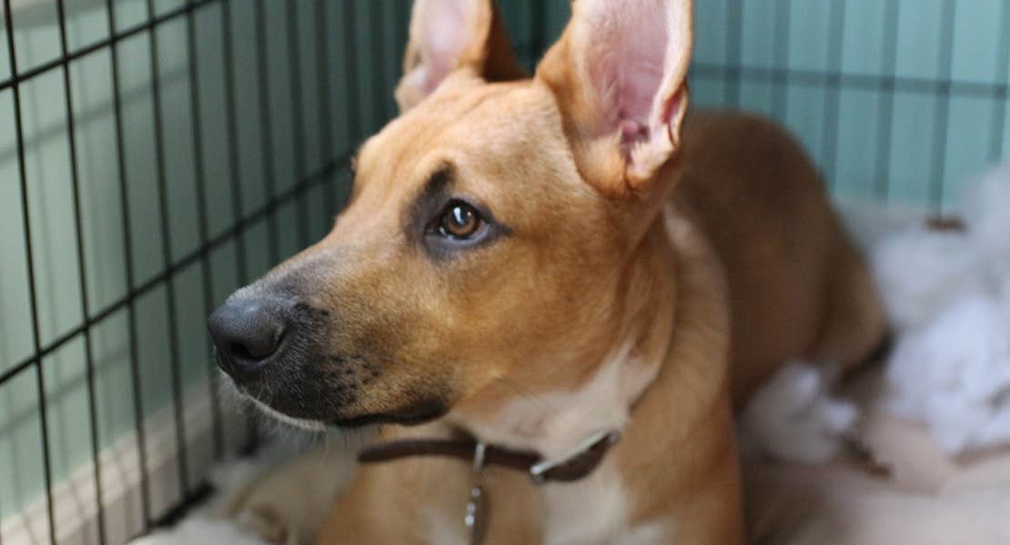 A brown and white dog being crate trained.