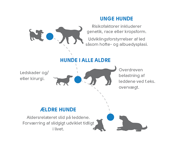 Slidgigt kan ramme hunde i alle aldre