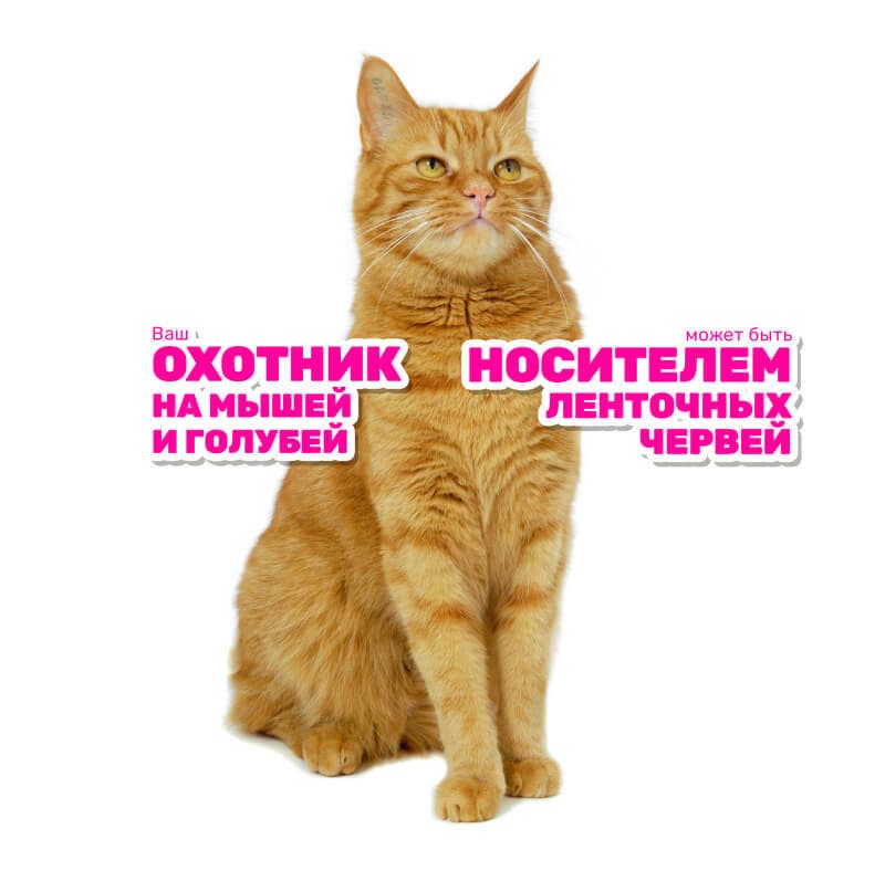 cat sitting
