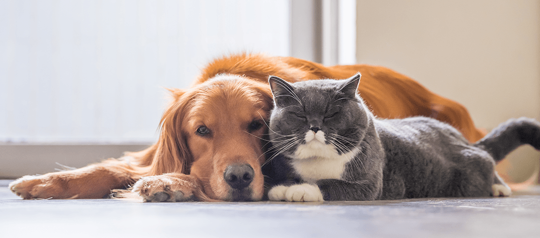 Cat and dog laying in the hallway protected from fleas and ticks 