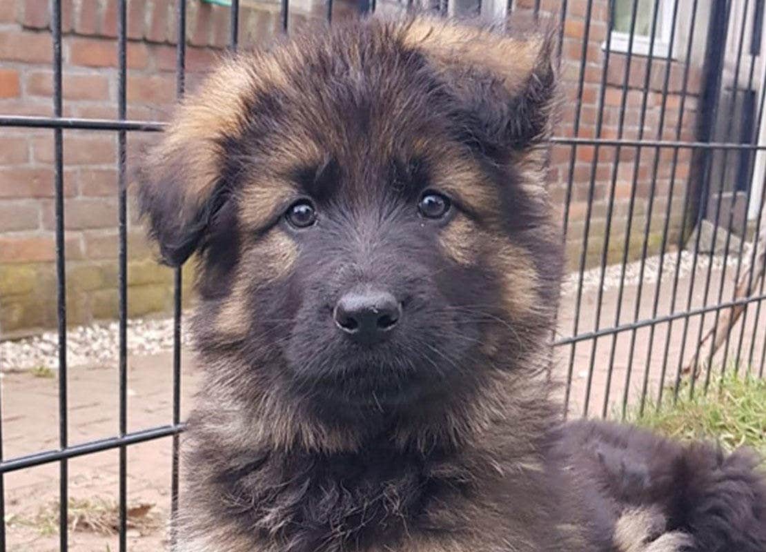 OTTO_oud_duitse_herder_pup