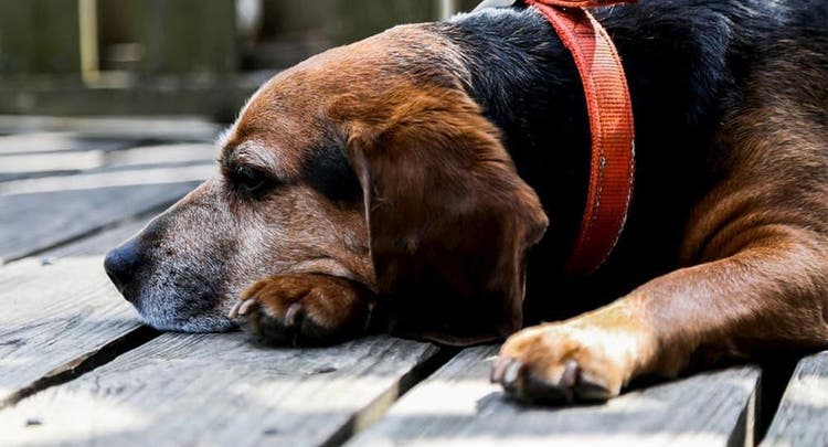 Ældre beagle slapper af på udendørs terasse
