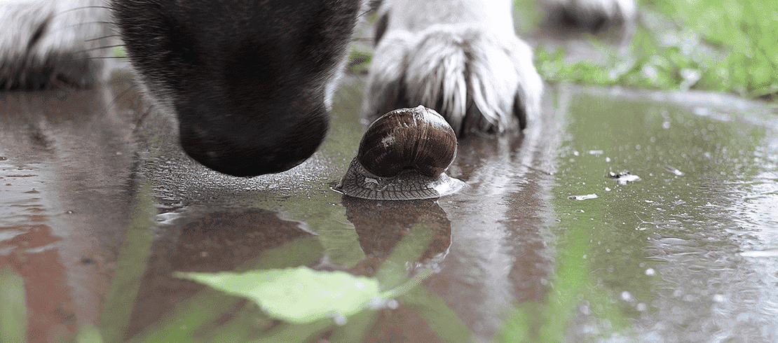 Los perros pueden infectarse con gusano pulmonar después de comer babosas