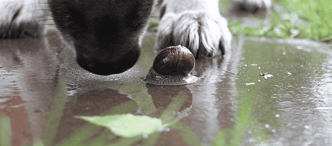 Los perros pueden infectarse con gusano pulmonar después de comer babosas