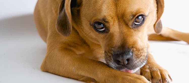 Cane che sembra triste e poggia la testa sulle zampe