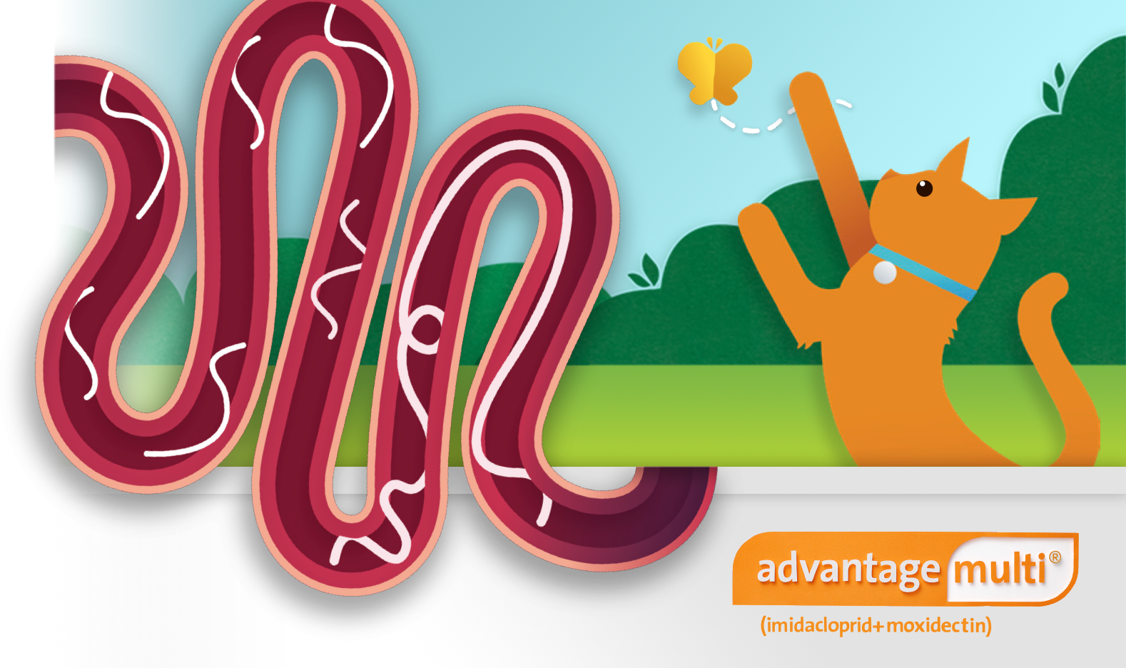 Intestinal Worms in Cats Symptoms & Treatment