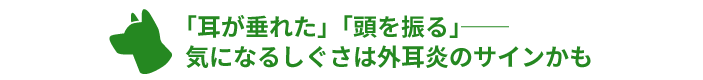 「耳が垂れた」「頭を振る」──
気になるしぐさは外耳炎のサインかも