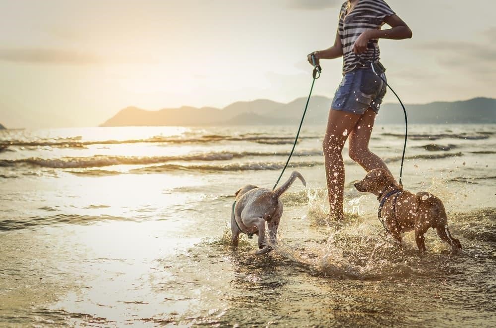 Assurez-vous que votre chien est aussi à l’aise à proximité, que dans l’eau.
