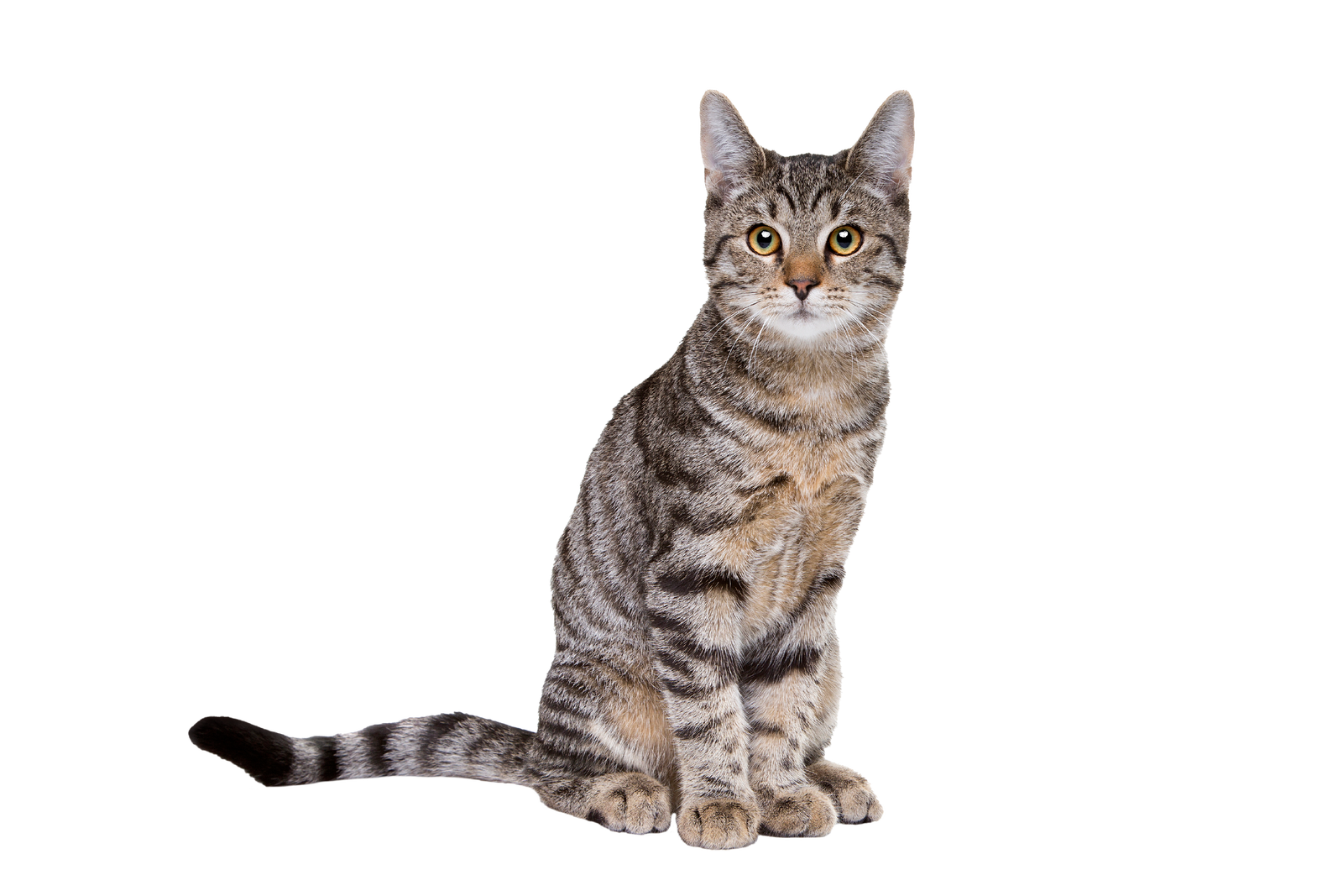 Gato doméstico tigrado de pelos curtos, sentado de frente com a cauda estendida para o lado, sobre um fundo azul com um grande círculo branco atrás dele.