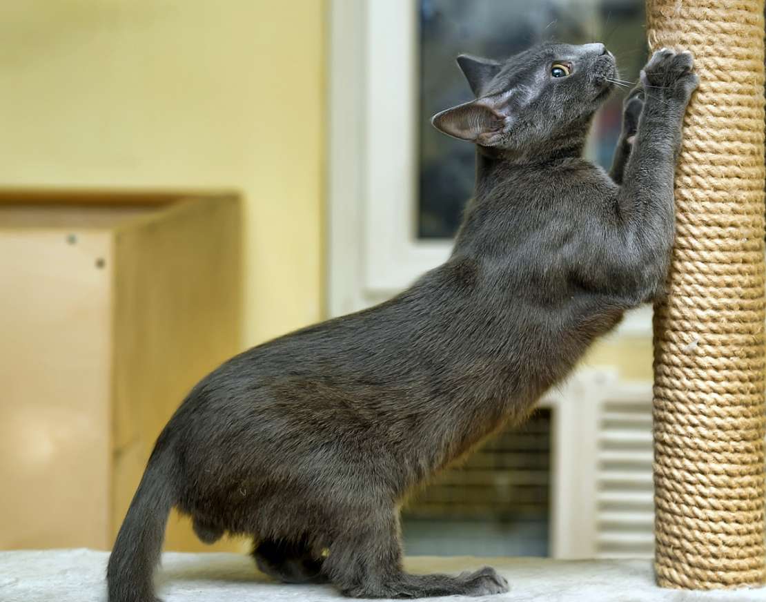 cat scratching