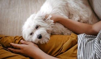 Maltese dog with owner