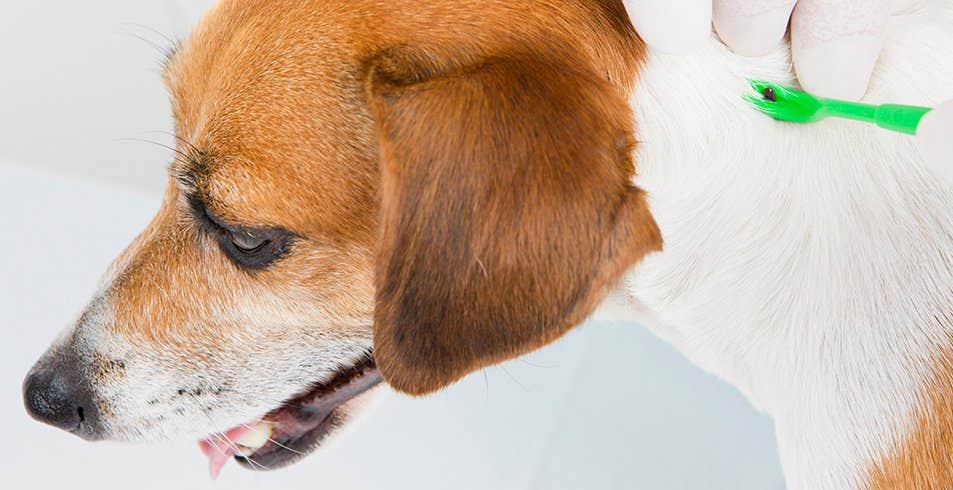 犬の頸部からダニ取り器でマダニを除去しているところ 