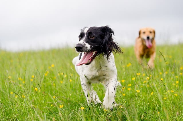 to glade hunde der har det sjovt i græsset på en mark med smørblomster