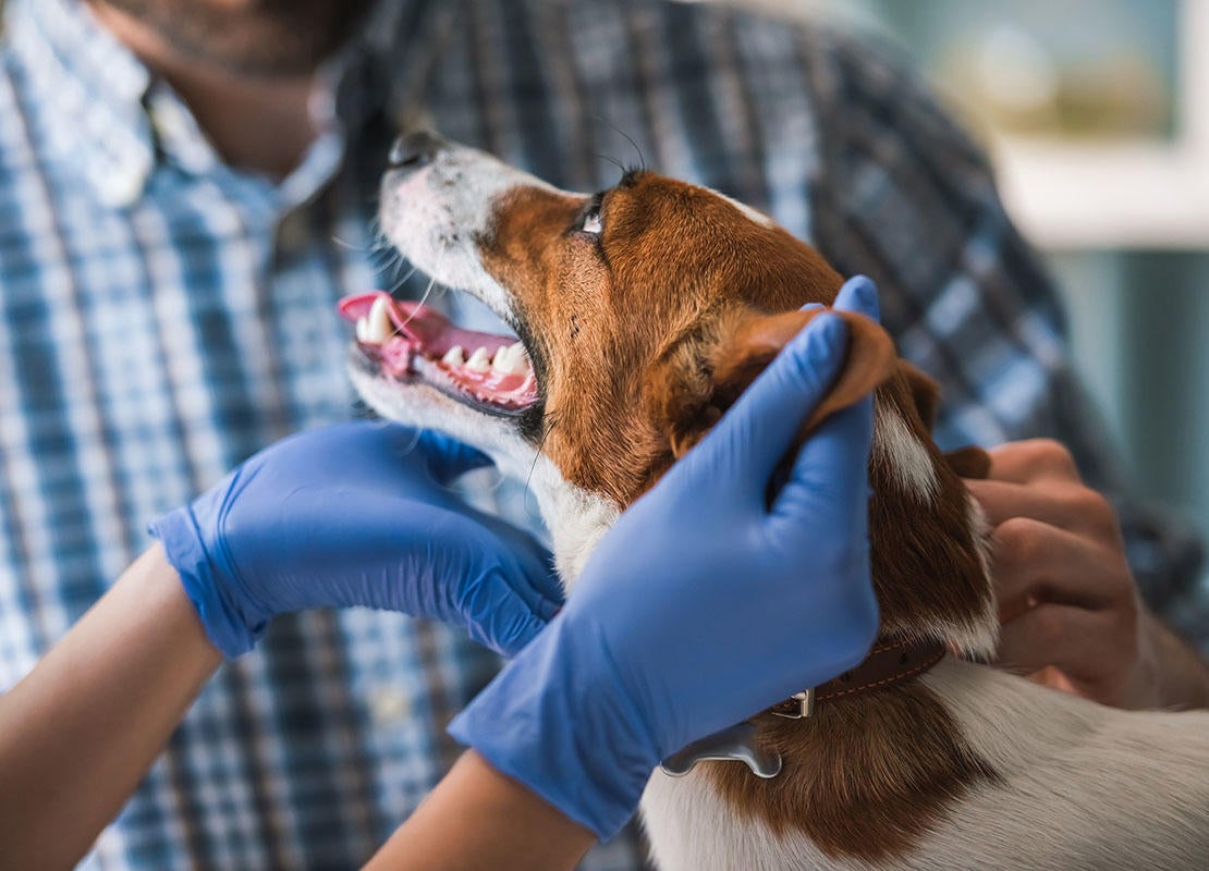 Hund sieht sein Herrchen an während er vom Tierarzt untersucht wird
