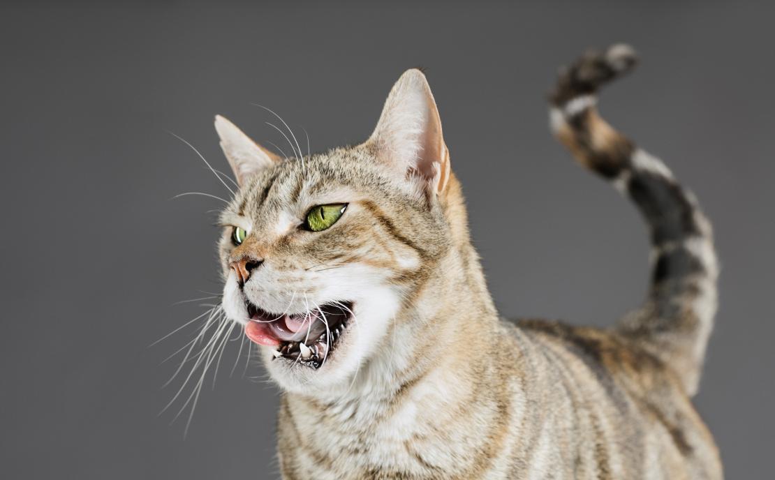 Пена изо рта у кота: причины и лечение