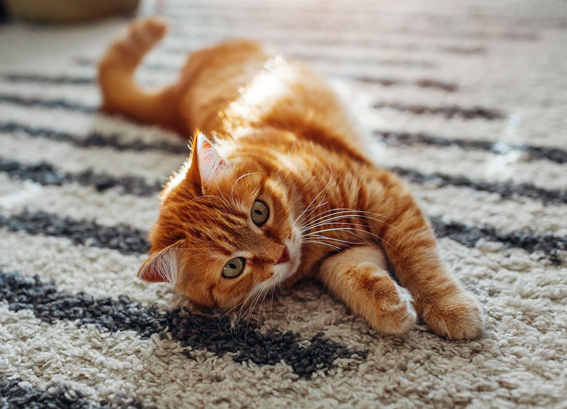 Cat laying on rug. Just 5 per cent of fleas live on your cat, the rest are hidden around your home