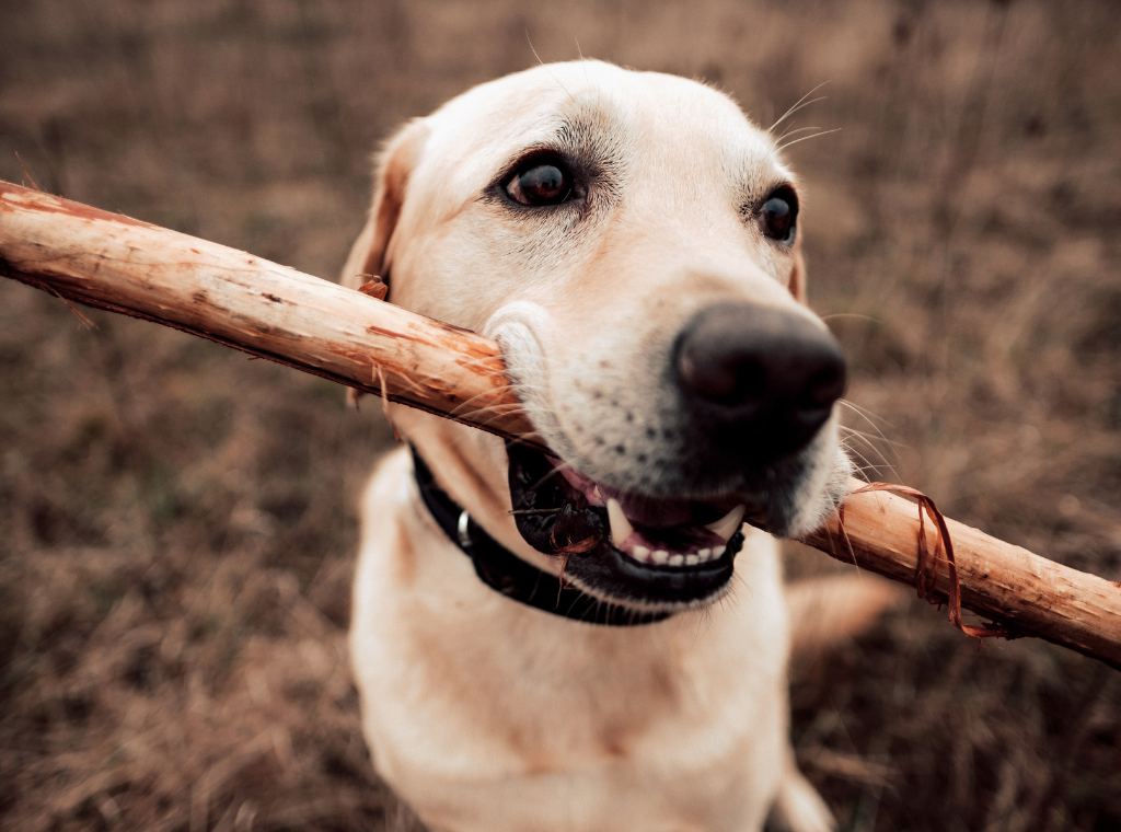 Labrador holding onto a stick in the park