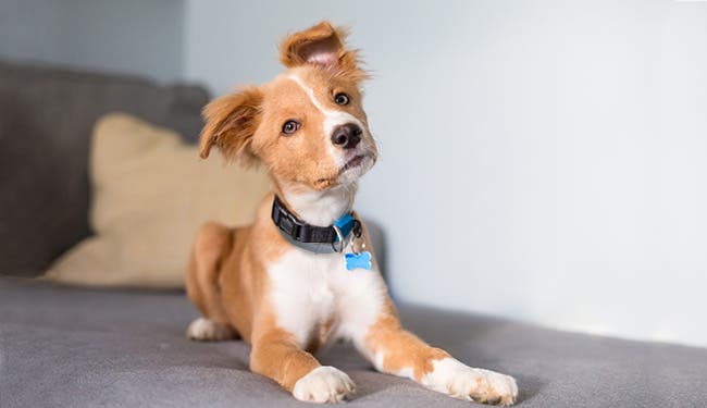 A puppy in a “down” position, wearing a Seresto collar and a light blue tag