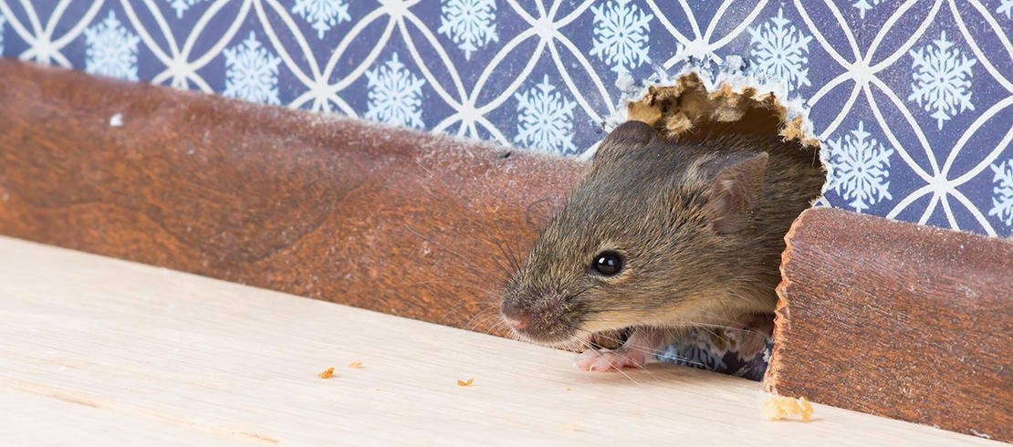 An image of a mouse entering a home through a hole in the wall