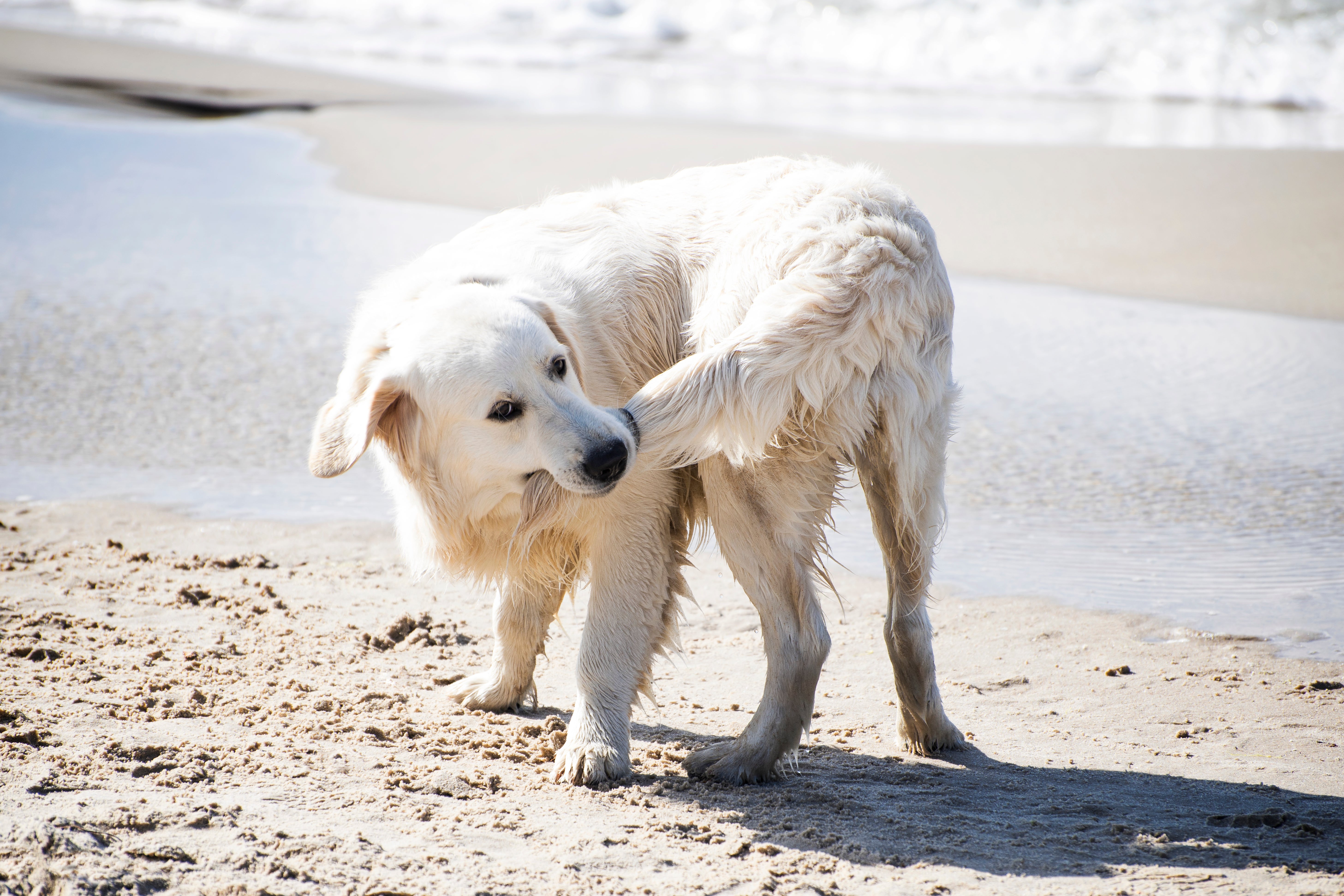 Hond op strand