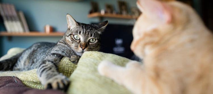 Gata cinza no cio olhando para um gato laranja