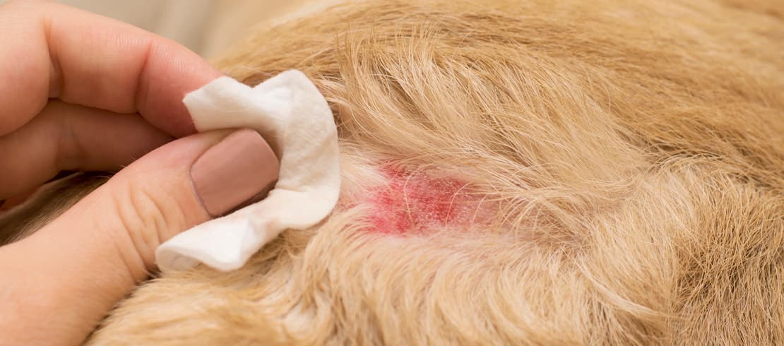 A close-up of a human hand applying cotton pad on a dog’s red skin area