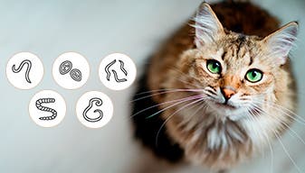 Изображение кота и иконки гельминтов