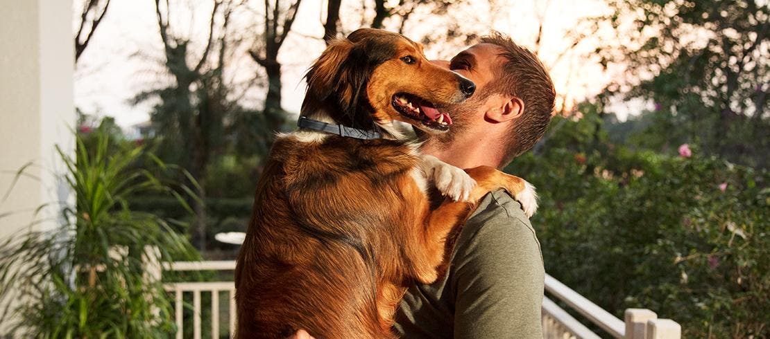 Un chien heureux protégé contre les tiques avec un collier anti-puces et anti-tiques Seresto 