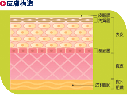 皮膚構造　画像
