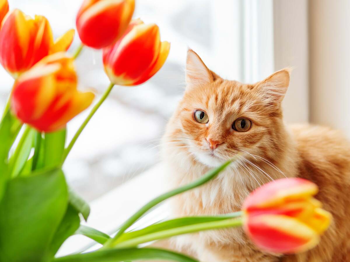 Kat en bloemen