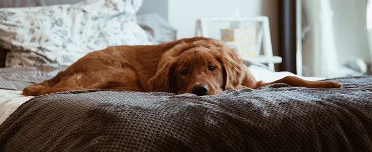 Remember to wash all bedding in your household on a hot wash to kill fleas