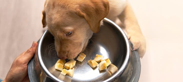 A puppy eating a cut-up banana in a silver bowl.