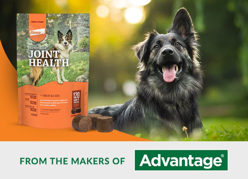 Joint health best sale chews for dogs