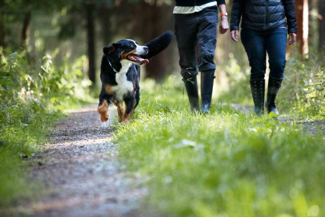 Bernský salašnický pes na procházce s mužem a ženou