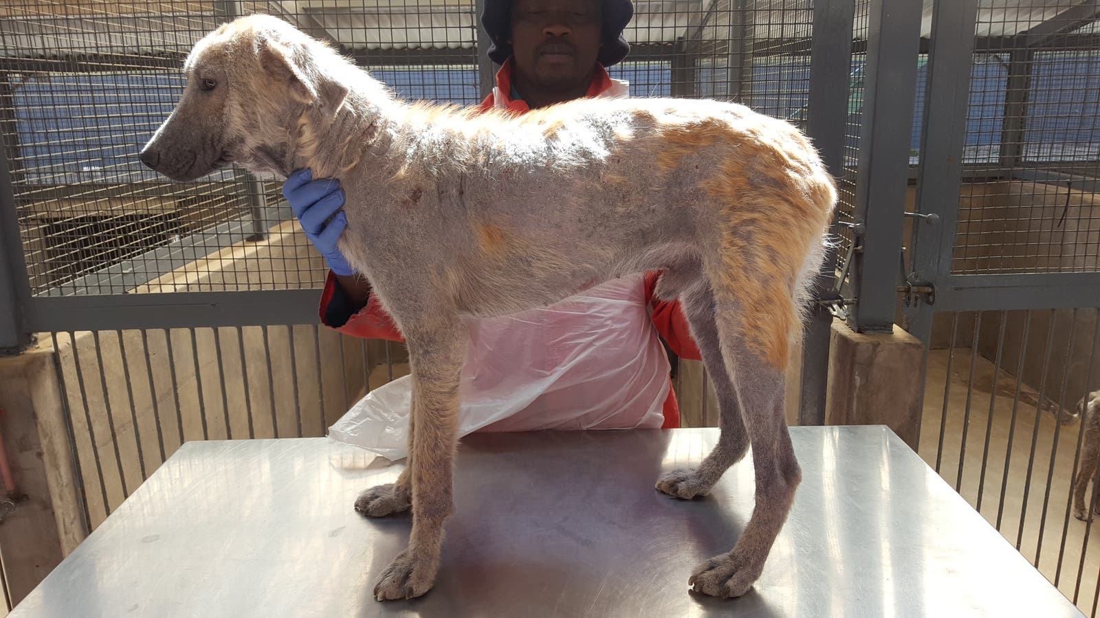 Dog with demodex