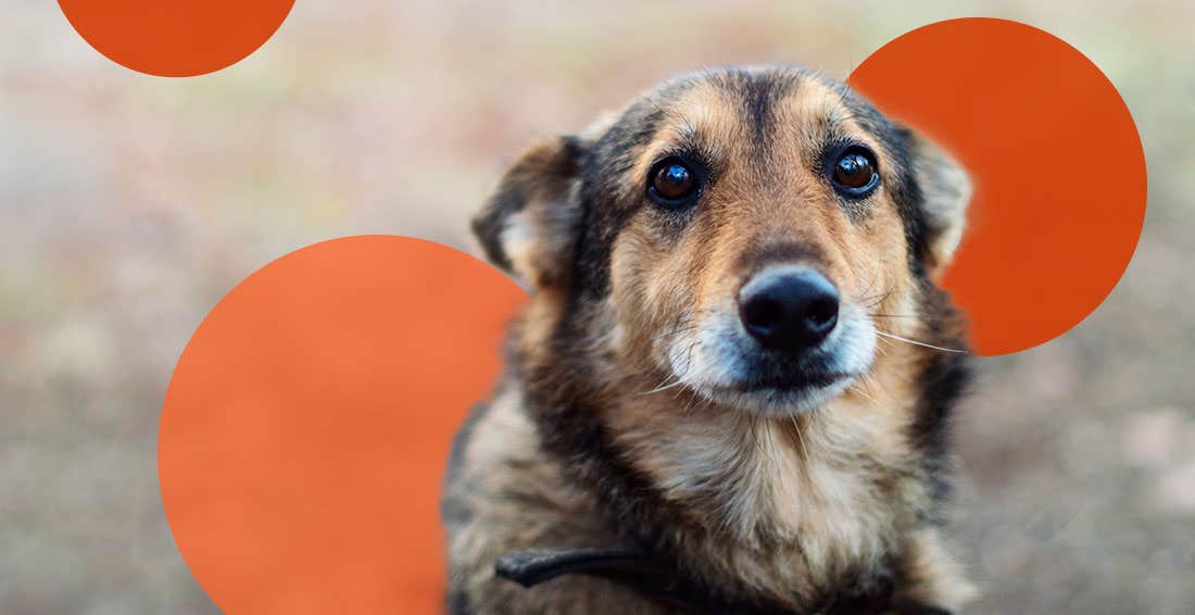 Senior Corgi with red polka dot background
