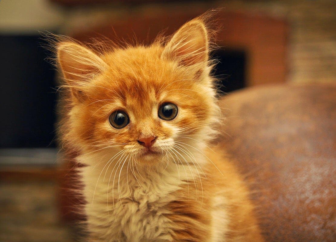 かわいらしい茶トラの子猫 