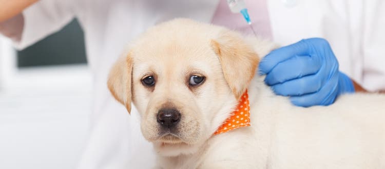 A vet giving a yellow Labrador retriever puppy a parvovirus vaccine.