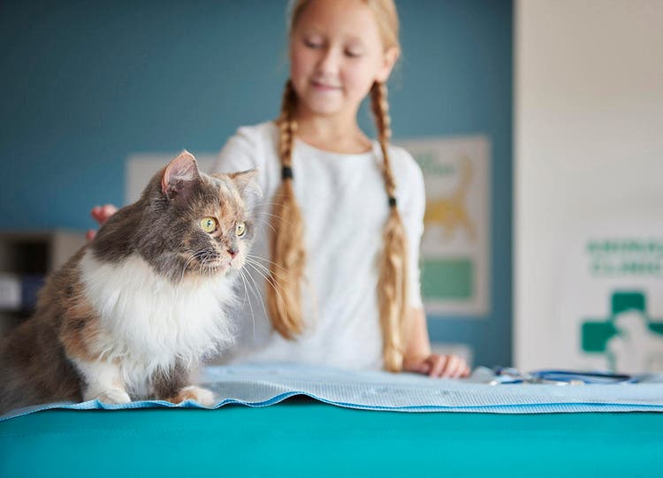 Foto van een meisje dat een kat aait