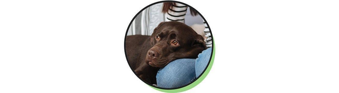 A labradorok kedves, játékos természetű kutyák.