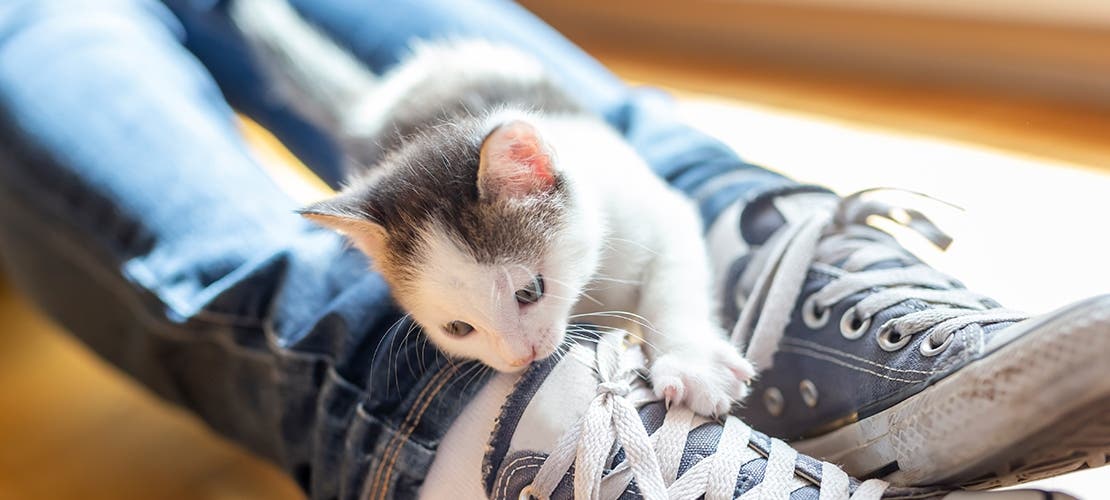 Gray and white kitten climbing on and biting owner’s shoe.